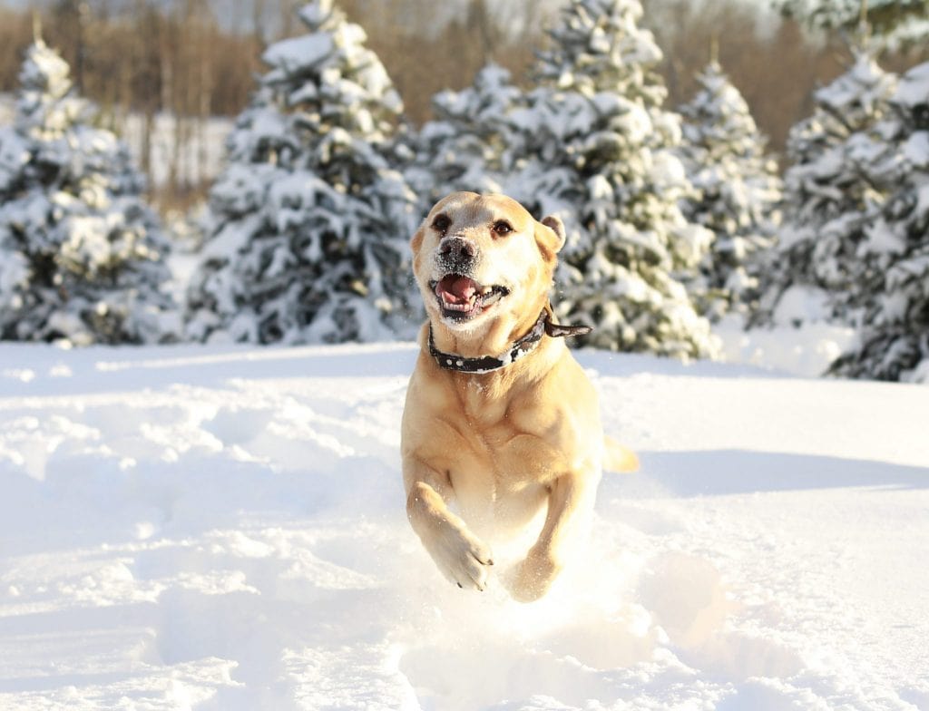 golden dog runnin towards the camera, tree farm, snow covered trees, snow flying.