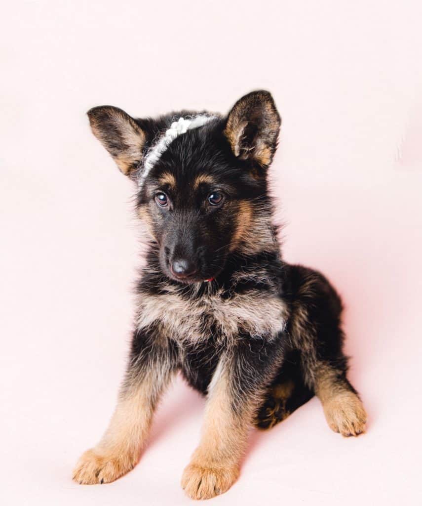New german shepherd puppy looking at the camera