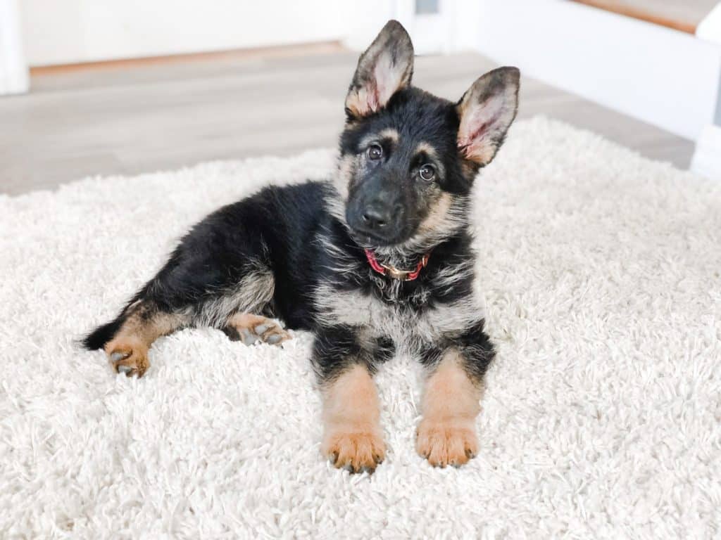 new german shepherd puppy looking at the camera