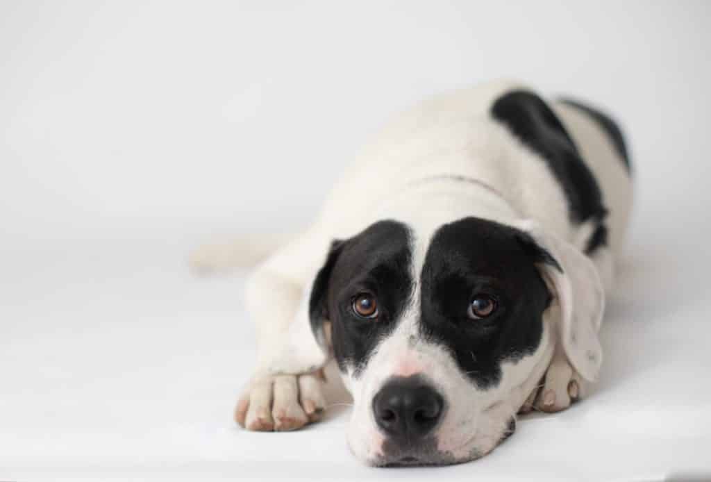 White and black spotted Pitbull looking at the camera 