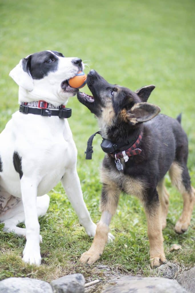 pitbull and german shepherd playing with a ball outside.