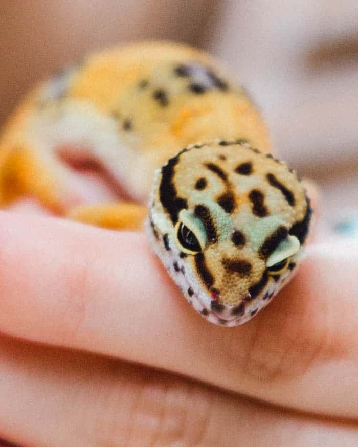 gecko 