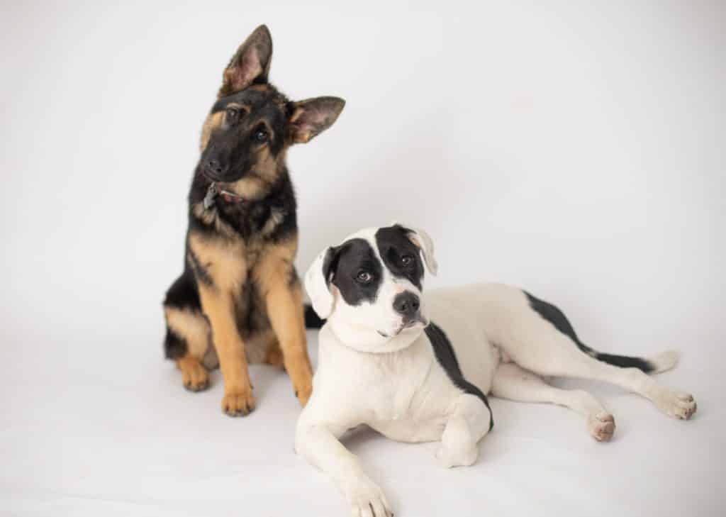 German Shepherd and pitbull looking at the camera doing a head tilt