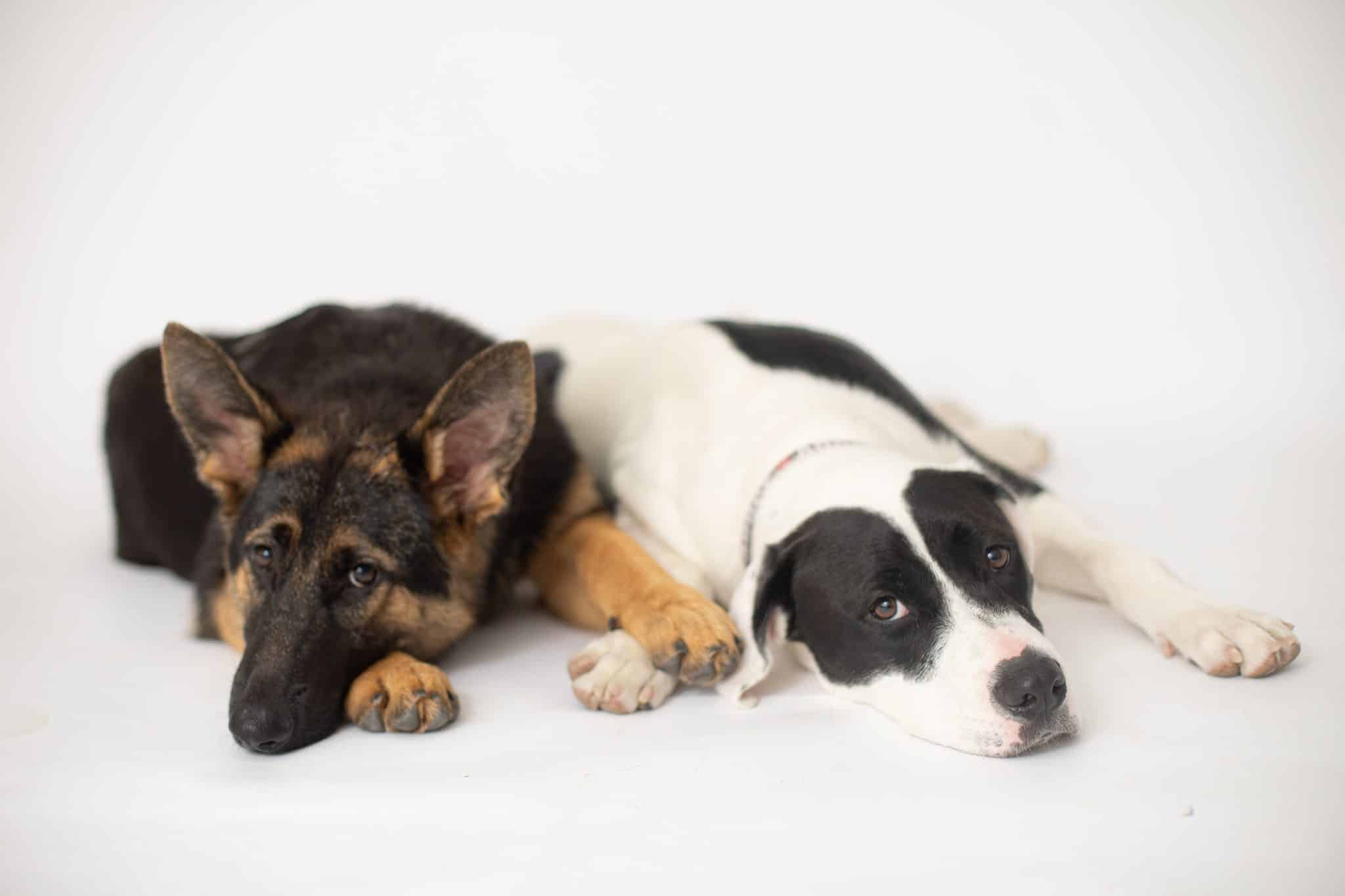 german shepherd and pitbull laying down with paws on each other