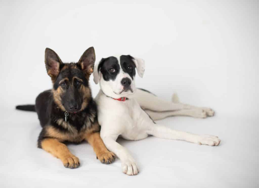 german shepherd and pitbull looking at camera sitting next to each other