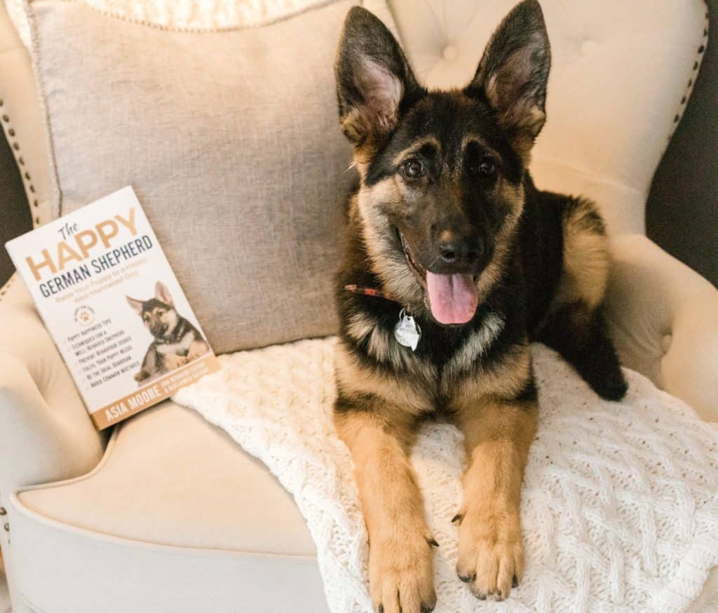 german shepherd looking at the camera sitting on a chair